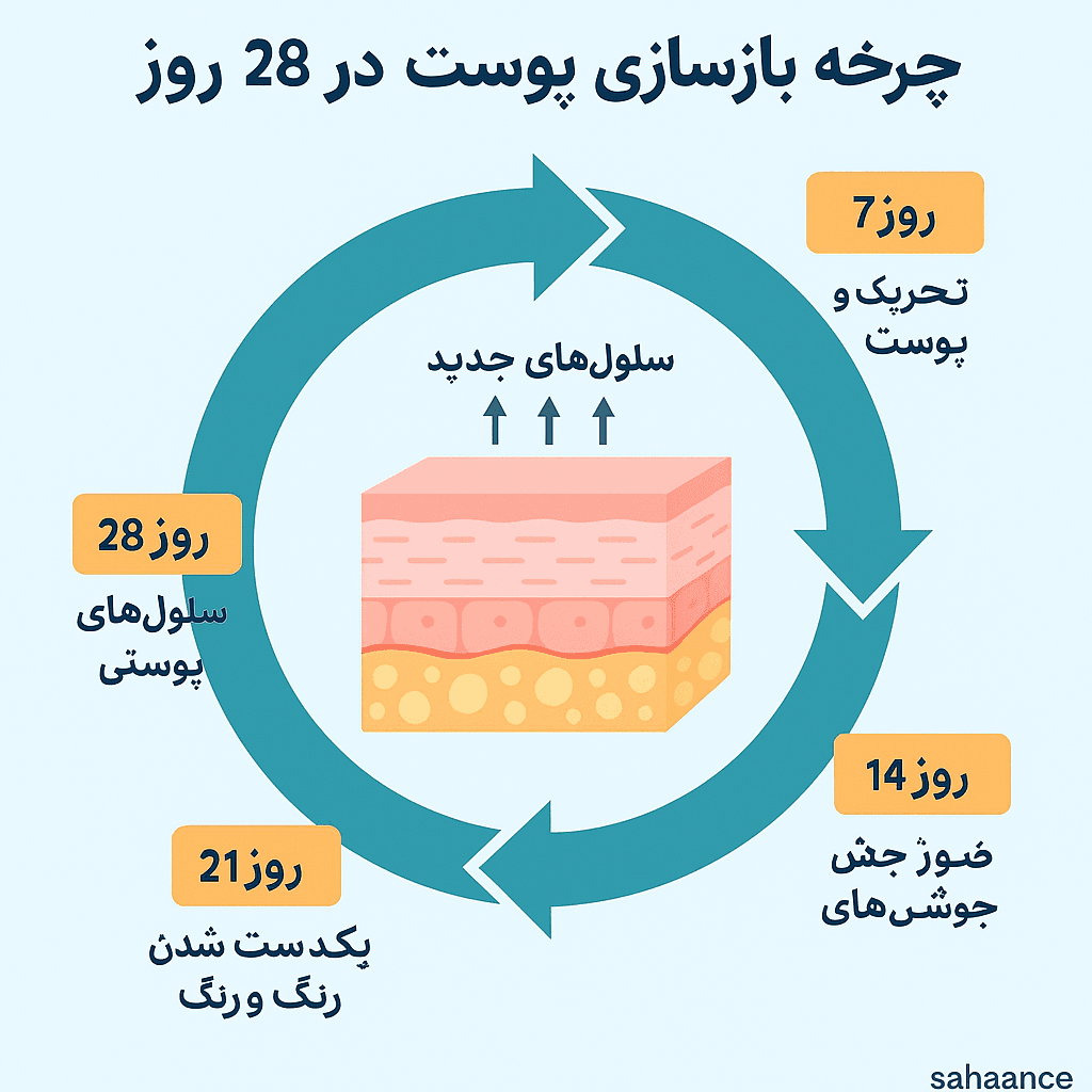 چرخه بازسازی پوست در 28 روز