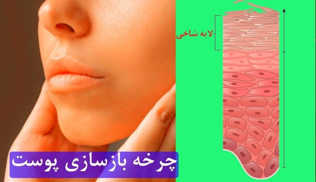 چرخه بازسازی پوست